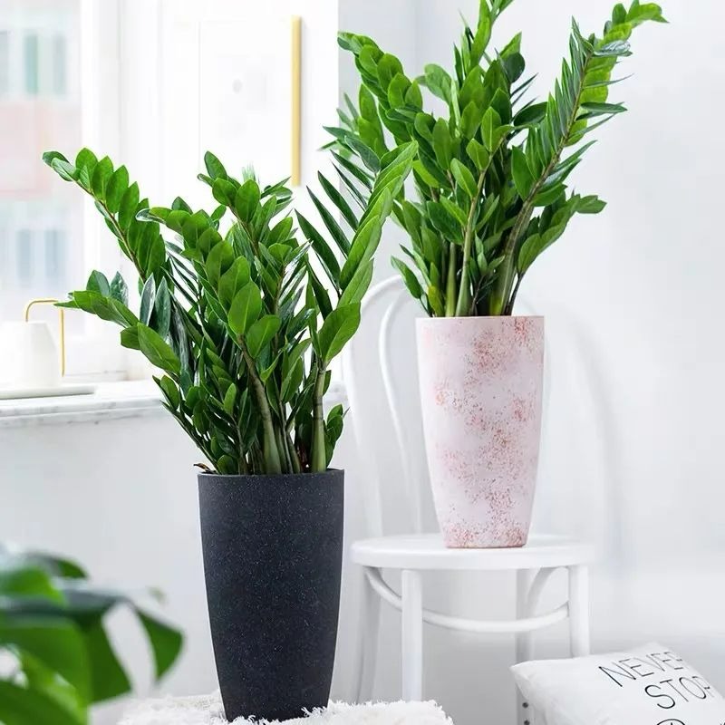 Đầu xuân rước Thần Tài, trồng ngày 3 cây cảnh đón tài lộc, chiêu may mắn-3