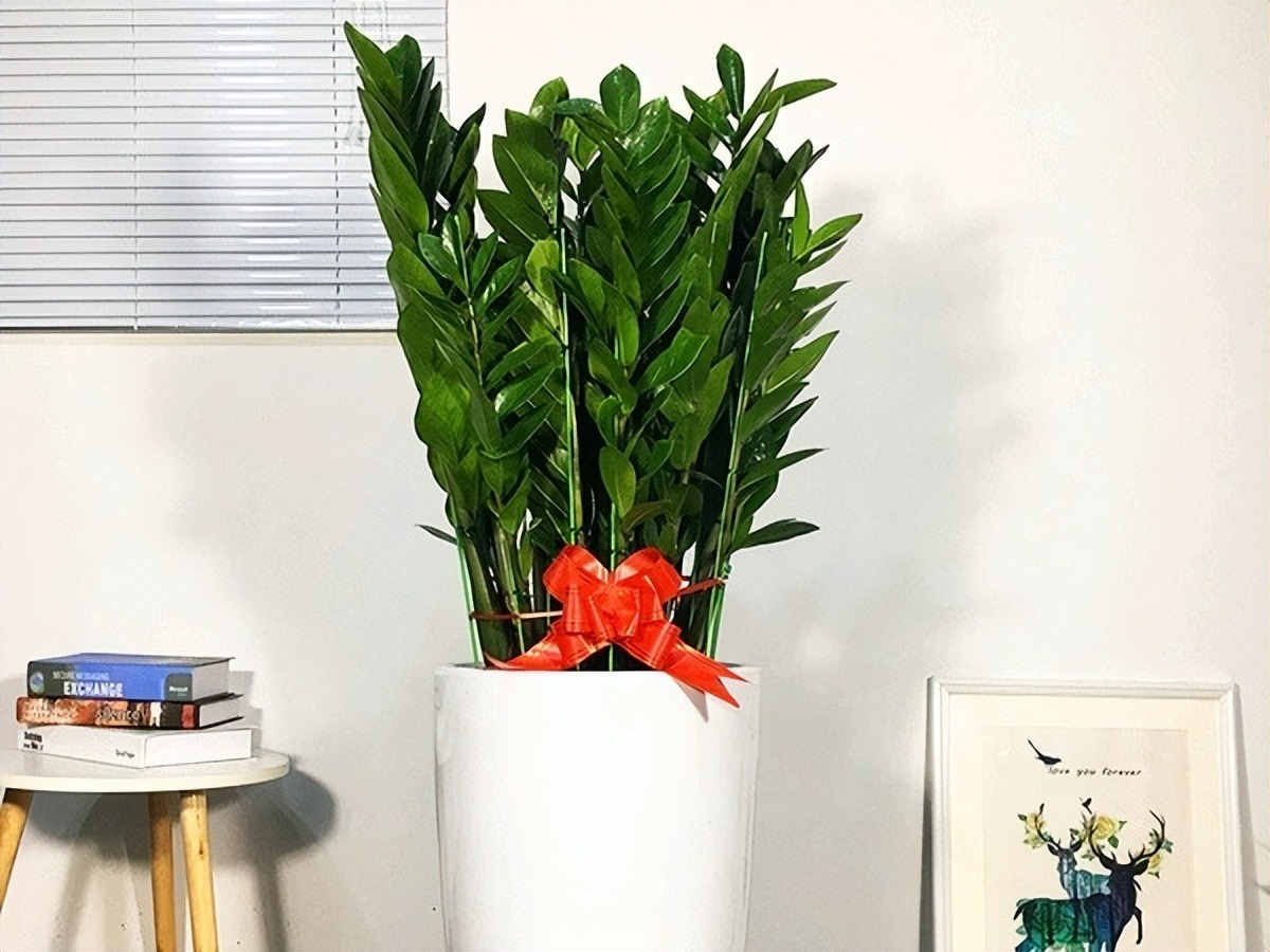 Đầu xuân rước Thần Tài, trồng ngày 3 cây cảnh đón tài lộc, chiêu may mắn-1