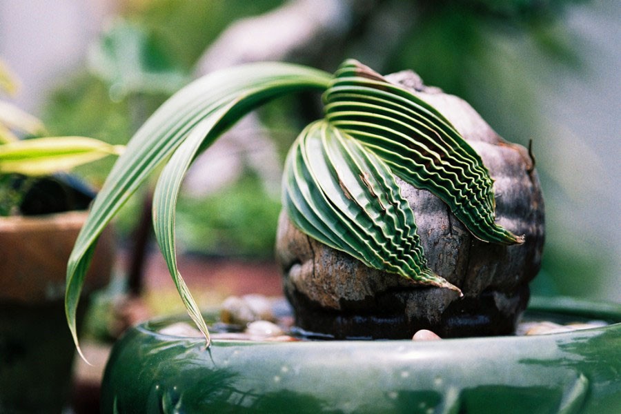 Làm sạch không khí trong nhà bằng 9 loại cây cảnh quen thuộc-3