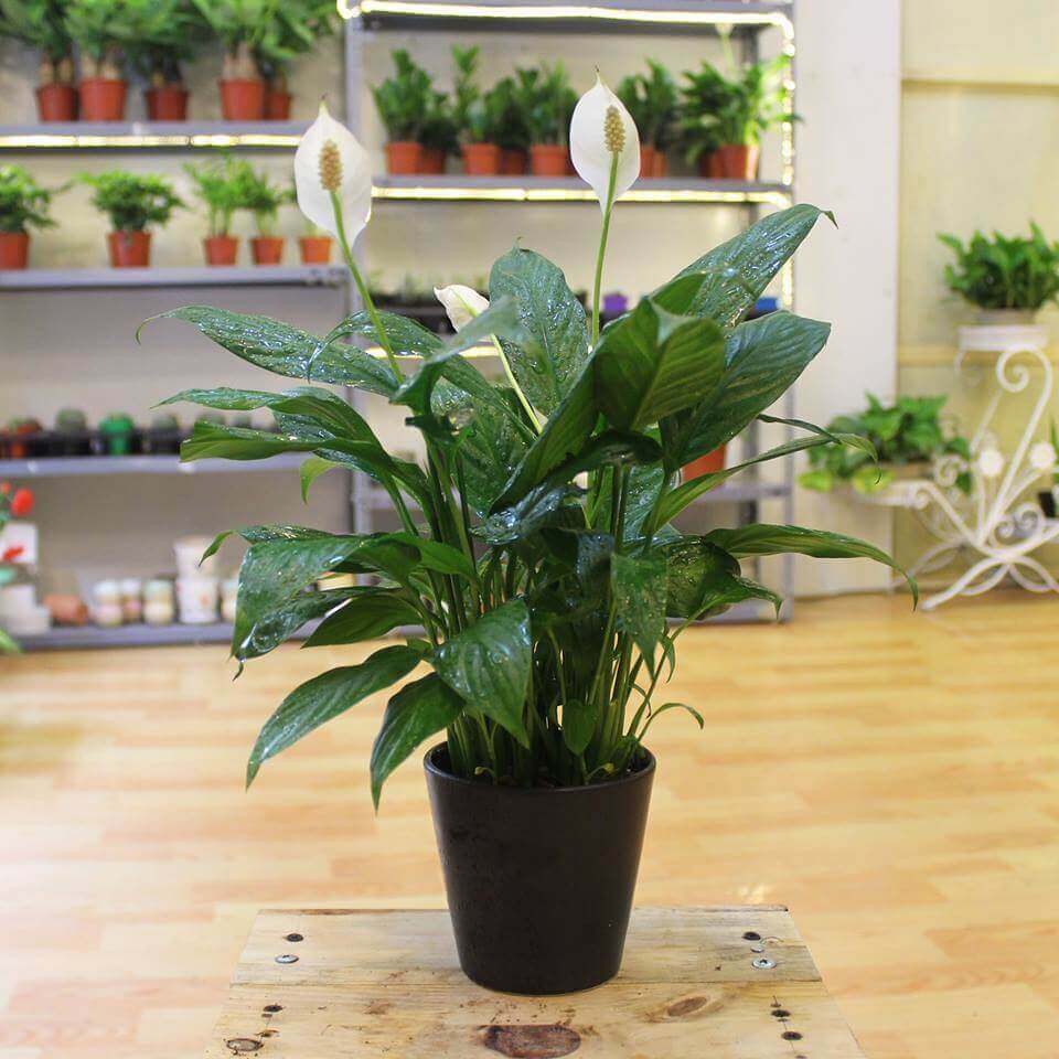 Làm sạch không khí trong nhà bằng 9 loại cây cảnh quen thuộc-6