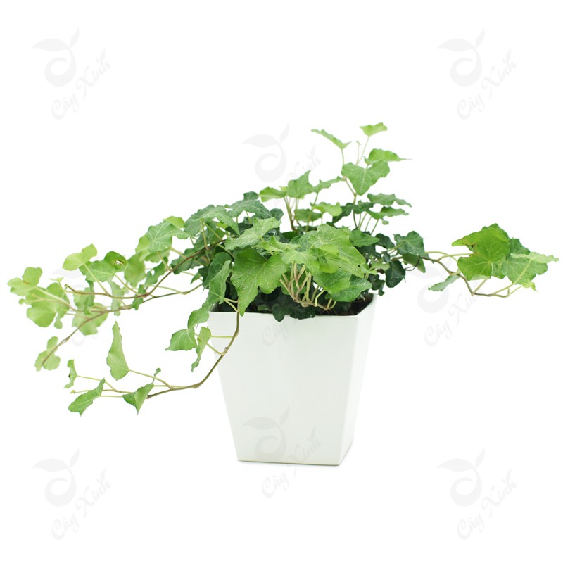 Làm sạch không khí trong nhà bằng 9 loại cây cảnh quen thuộc-8