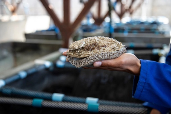 Cuộc săn lùng vàng trắng cho các thực khách châu Á-2