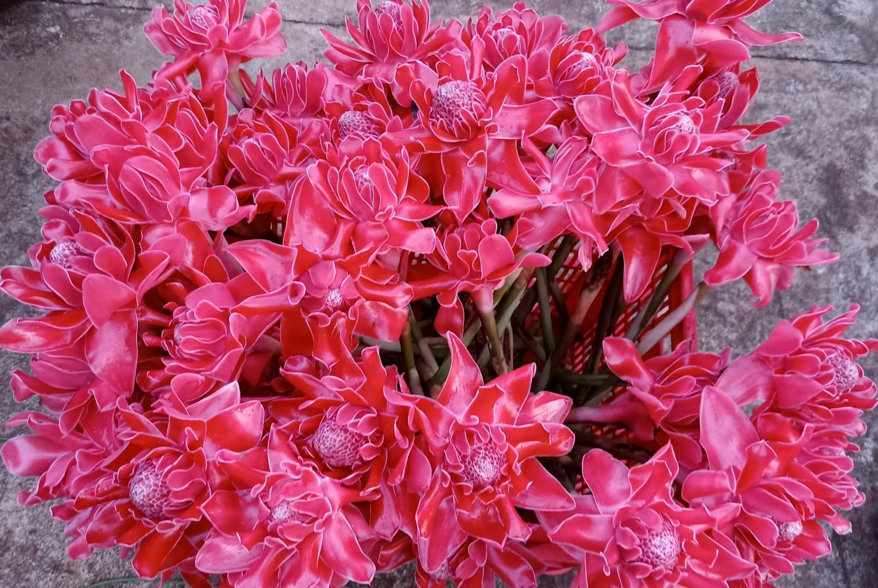 Loại hoa độc lạ hút khách dịp vía Thần Tài, chậm chân khó mua nổi-1