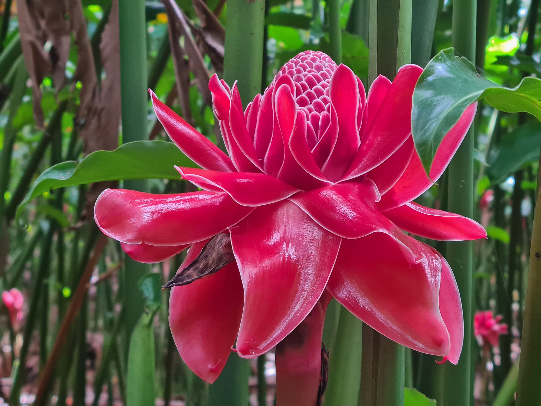 Loại hoa độc lạ hút khách dịp vía Thần Tài, chậm chân khó mua nổi-2