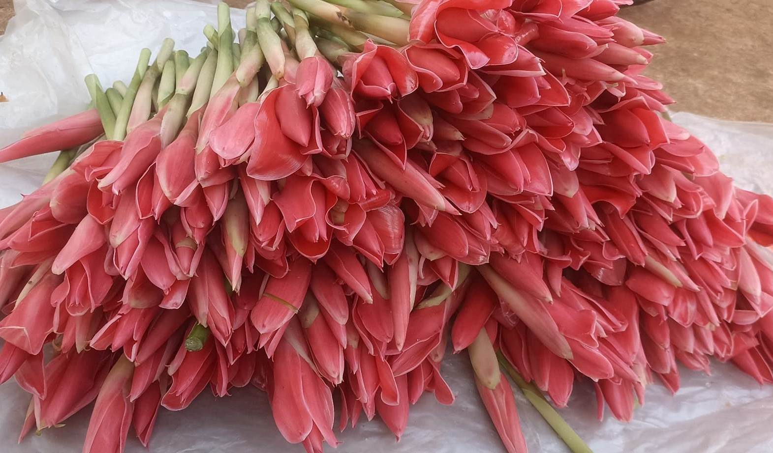 Loại hoa độc lạ hút khách dịp vía Thần Tài, chậm chân khó mua nổi-3