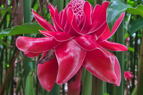 Người Hà Nội chi bạc triệu cho thú chơi hoa lê sau Tết-14