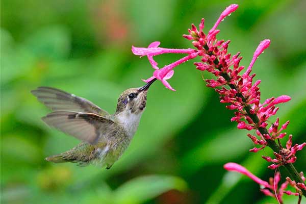Sinh tháng Âm lịch này đón năm Quý Mão tốt lành, quý nhân phù trợ, thành công đến sớm-1