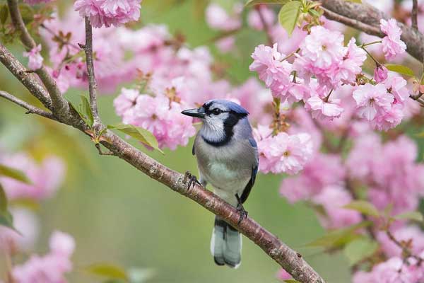 Sinh tháng Âm lịch này đón năm Quý Mão tốt lành, quý nhân phù trợ, thành công đến sớm-2