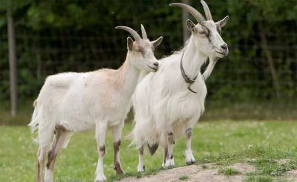 Qua ngày mai: 3 con giáp vận đỏ như son, tiền vào như nước, 1 tuổi khốn khó-2