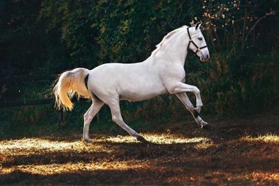 Qua ngày mai: 3 con giáp vận đỏ như son, tiền vào như nước, 1 tuổi khốn khó