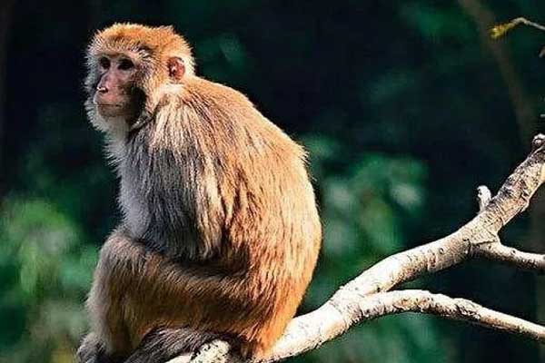 3 con giáp phát tài phát lộc, tháng 2 thăng quan tiến chức, tháng 3 giàu sang phú quý-1