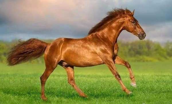 3 con giáp phát tài phát lộc, tháng 2 thăng quan tiến chức, tháng 3 giàu sang phú quý-2