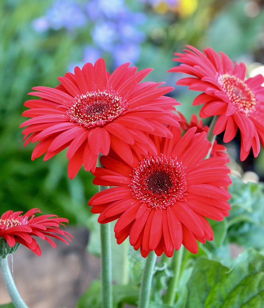 Ngày vía Thần Tài nhớ đặt 5 loại hoa này lên bàn thờ để cả năm nhận lộc, hứng trọn phú quý-2
