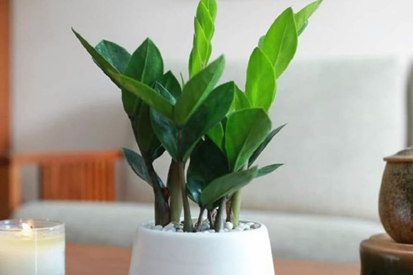 Vì sao trong bức tranh mã đáo thành công có 1 con quay đầu lại?-4