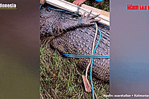 Cận cảnh thu phục cá sấu nặng 1 tấn, nghi ăn thịt ngư dân