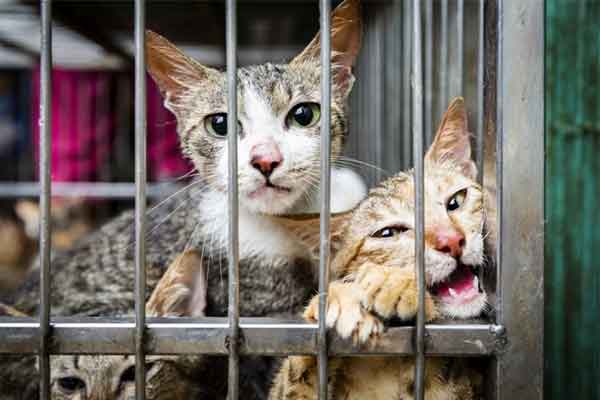 Đói kém gì nữa đâu mà đến giờ người ta vẫn ăn thịt mèo?-1