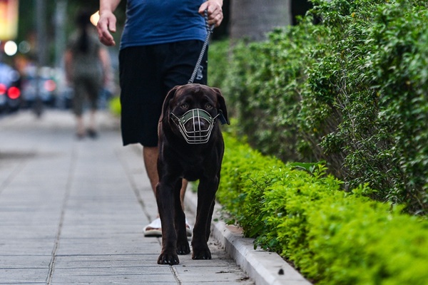 Nhiều người ở TP.HCM tiêm phòng dại do bị chó mèo cắn dịp Tết-1