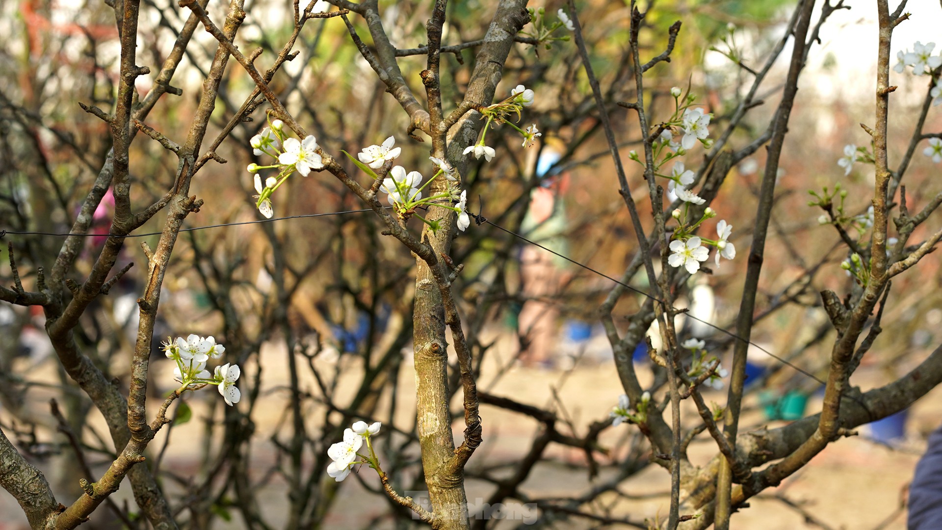 Người Hà Nội chi bạc triệu cho thú chơi hoa lê sau Tết-3