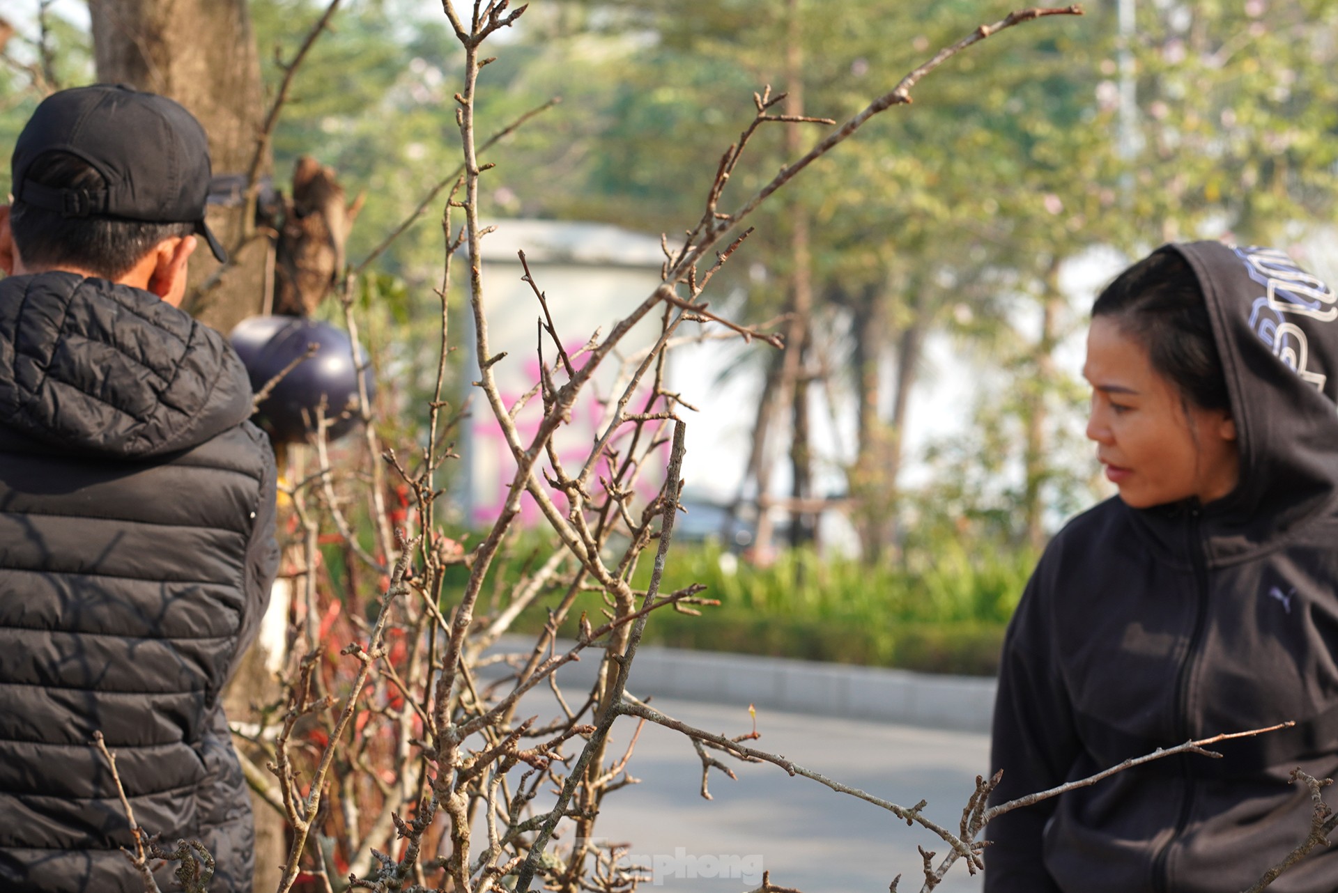 Người Hà Nội chi bạc triệu cho thú chơi hoa lê sau Tết-5