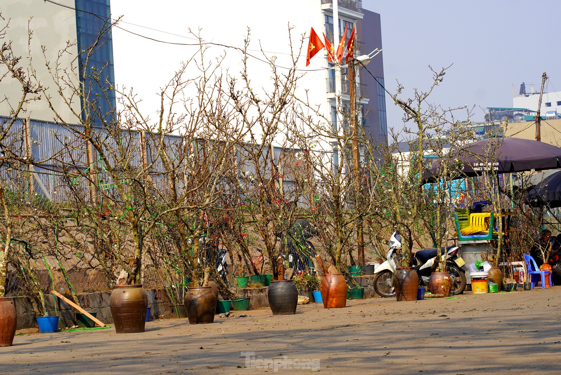 Người Hà Nội chi bạc triệu cho thú chơi hoa lê sau Tết-8