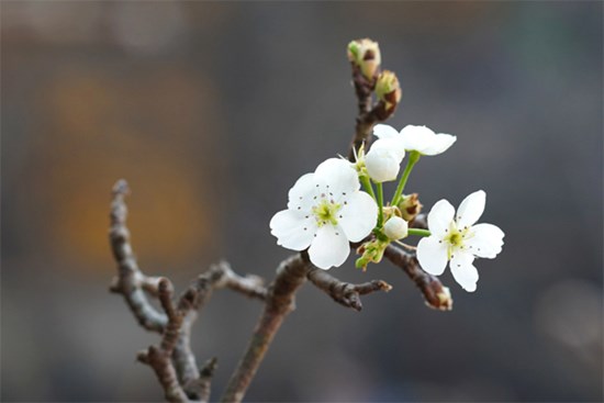 Người Hà Nội chi bạc triệu cho thú chơi hoa lê sau Tết