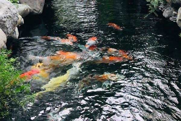 Cùng cha mẹ đi chơi Tết, bé trai ngã vào hồ cá Koi ở quán cà phê tử vong-1