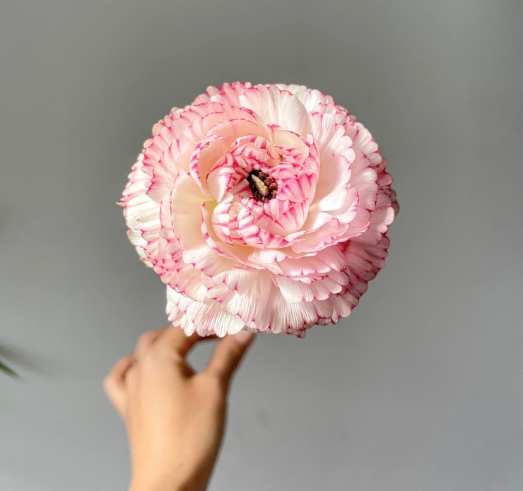 Loại hoa gây sốt” thị trường bỗng bán giá rẻ, dân buôn ngày bán cả nghìn bó-2