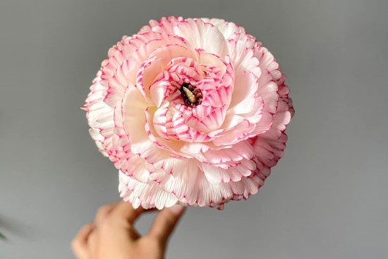 Loại hoa gây “sốt” thị trường bỗng bán giá rẻ, dân buôn ngày bán cả nghìn bó