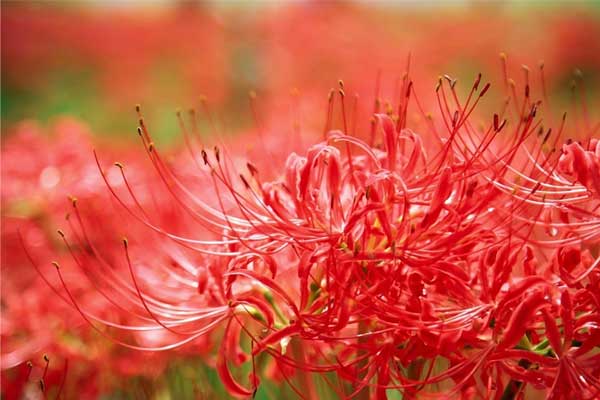 Tháng 1 Âm lịch, chỉ cần làm việc chăm chỉ, 3 con giáp gặp gió thuận mưa hòa, giàu có hơn năm ngoái-1