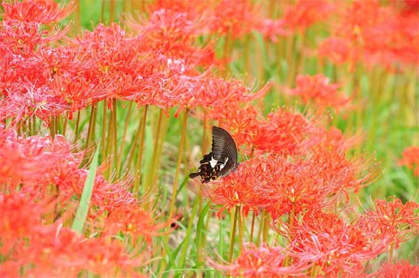 Tháng 1 Âm lịch, chỉ cần làm việc chăm chỉ, 3 con giáp gặp gió thuận mưa hòa, giàu có hơn năm ngoái-3