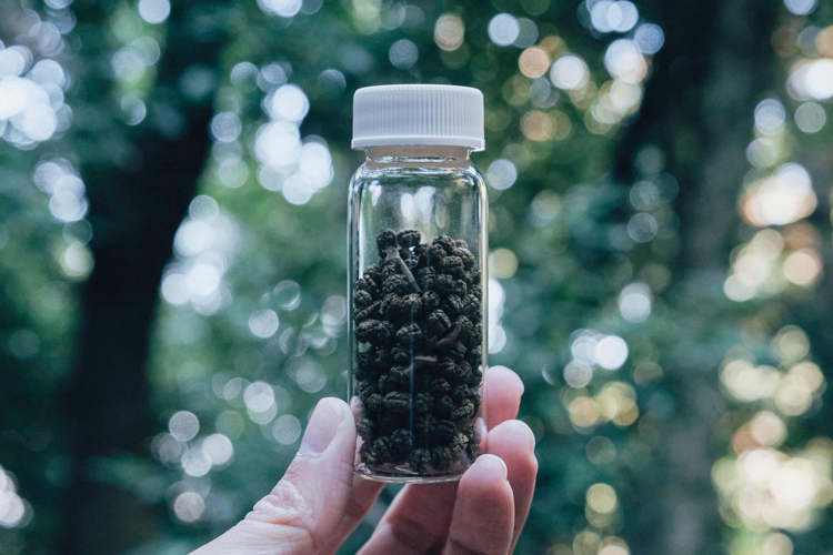 Loại trà thơm ngát, không ngờ được ủ từ phân của loài vật này-2