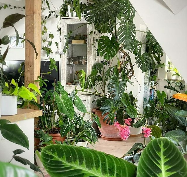 Người xưa nói: Ngũ hoa đua nở, phúc lộc đến nhà, cây cảnh này nở hoa là dấu hiệu phong thủy tốt-1