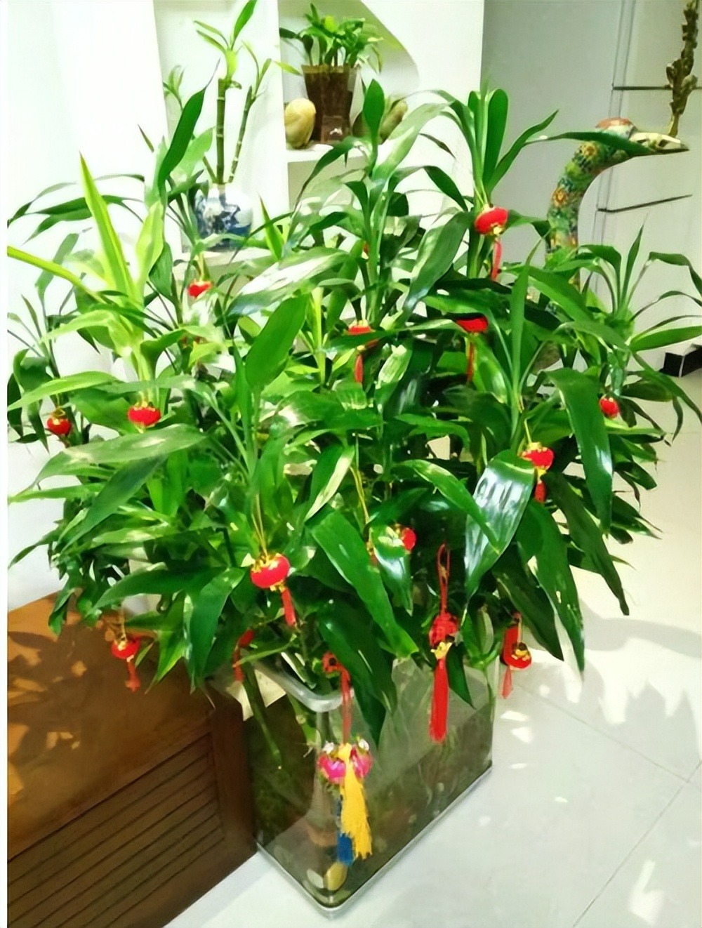 Người xưa nói: Ngũ hoa đua nở, phúc lộc đến nhà, cây cảnh này nở hoa là dấu hiệu phong thủy tốt-2