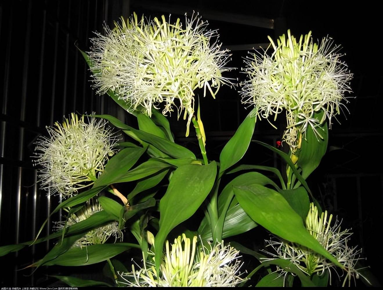 Người xưa nói: Ngũ hoa đua nở, phúc lộc đến nhà, cây cảnh này nở hoa là dấu hiệu phong thủy tốt-3