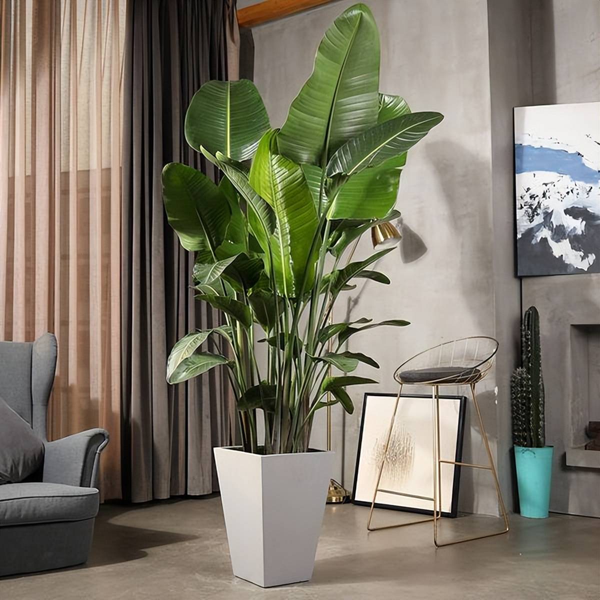 Người xưa nói: Ngũ hoa đua nở, phúc lộc đến nhà, cây cảnh này nở hoa là dấu hiệu phong thủy tốt-4