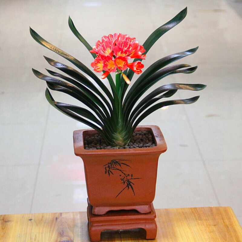 Người xưa nói: Ngũ hoa đua nở, phúc lộc đến nhà, cây cảnh này nở hoa là dấu hiệu phong thủy tốt-10