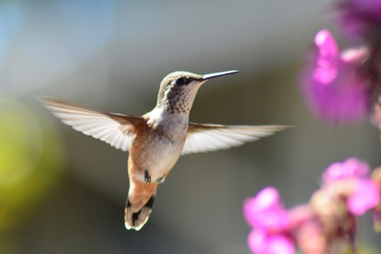 Đầu tháng 2, 4 con giáp đón tài lộc dồi dào, tiền bạc rủng rỉnh, vận đỏ cả năm