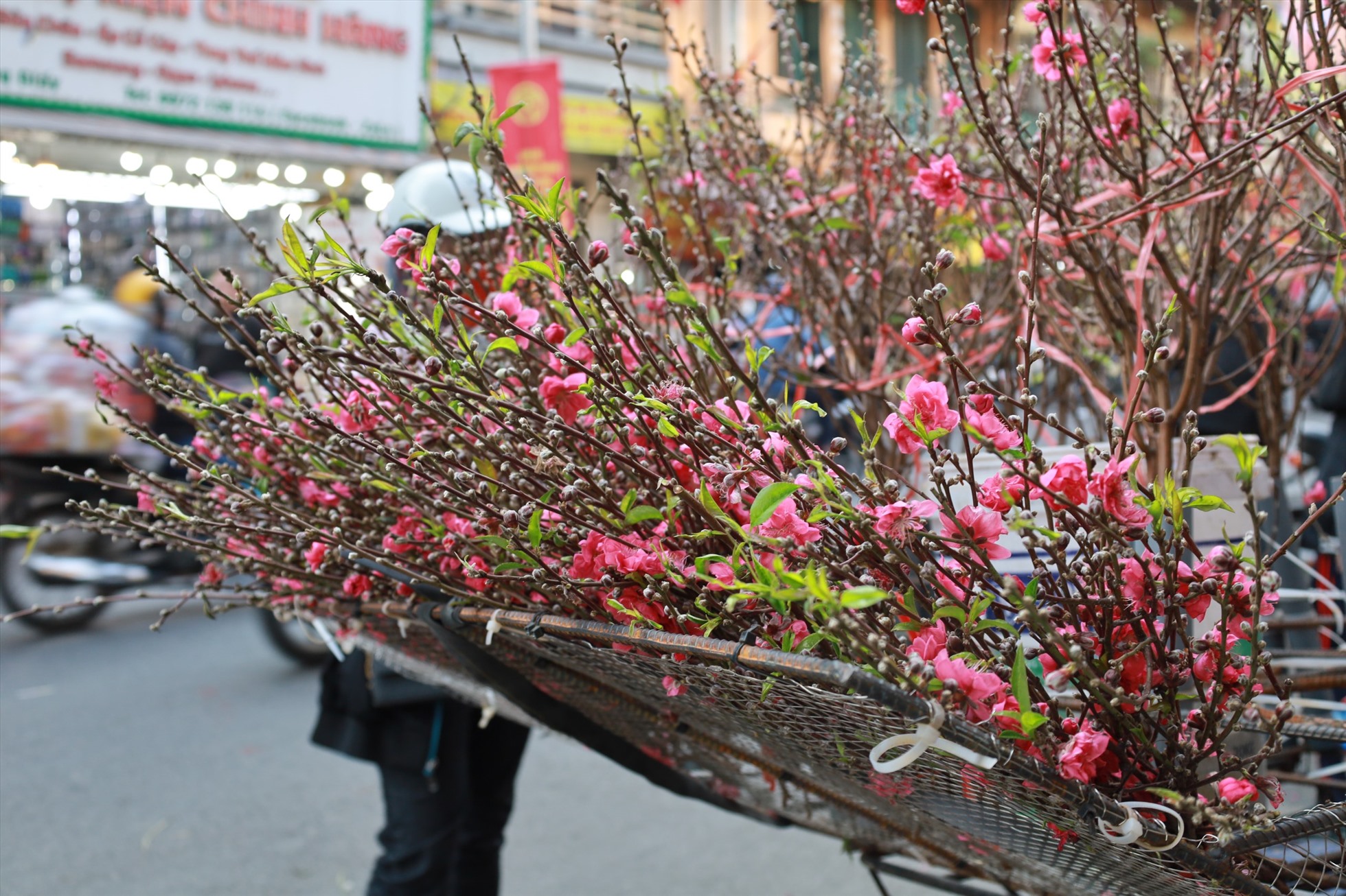 Đào cuối vụ, hoa bưởi đắt khách dịp Rằm tháng Giêng-3