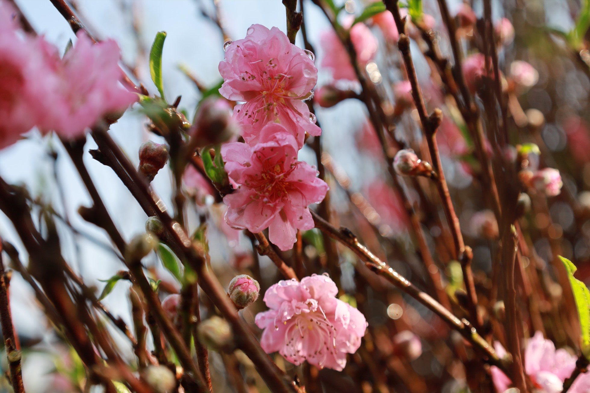 Đào cuối vụ, hoa bưởi đắt khách dịp Rằm tháng Giêng-4