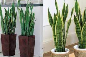 5 loại cây hút cạn tiền tài, trồng trong nhà chỉ thêm đen đủi, Thần tài quay bước bỏ đi-3