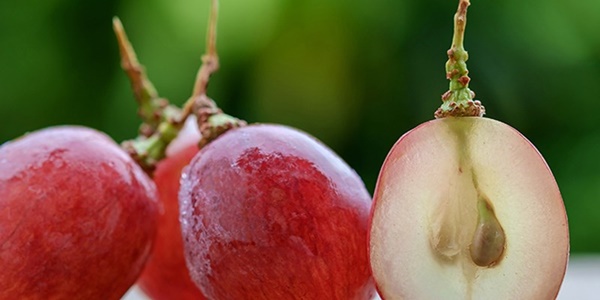 Mỗi ngày ăn 1 trong 6 món này, kiên trì trong 1 tháng da dẻ hồng hào, trẻ ra vài tuổi-5