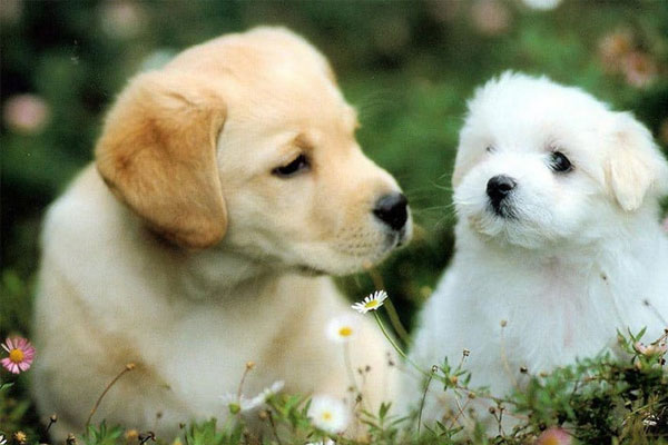 Ngọc Hoàng chấm sổ, 3 con giáp giàu sang chạm nóc chỉ trong thời gian ngắn-2