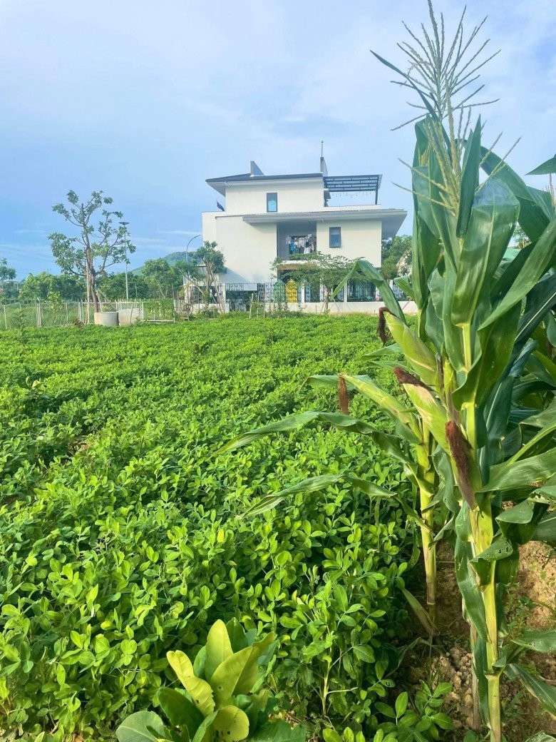 Mẹ đơn thân bỏ phố về quê sau 15 năm, xây nhà 5,5 tỷ với khu vườn 2000m2 bạt ngàn rau trái-2