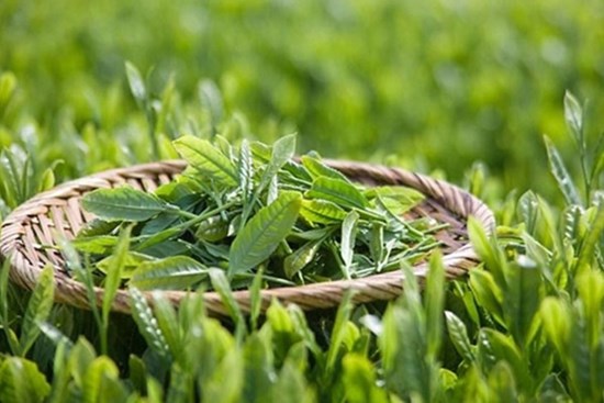 Thanh lọc cơ thể bằng trà xanh, nước dừa