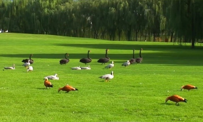 Chốn đi về của bộ 3 Bản lĩnh Kỷ Hiểm Lam: Toàn nhà khủng, đại thần Hòa Thân chẳng kém cạnh Càn Long-15