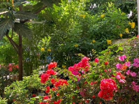 Choáng ngợp với biệt thự gần gũi thiên nhiên, đặc biệt là khu vườn đầy hoa trái của Thân Thúy Hà-4