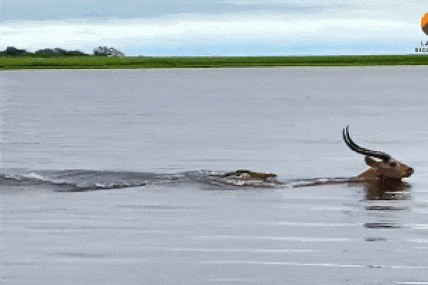 Clip: Bị ngoạm chân, ngựa vằn quay sang cắn trả cá sấu và cái kết-1