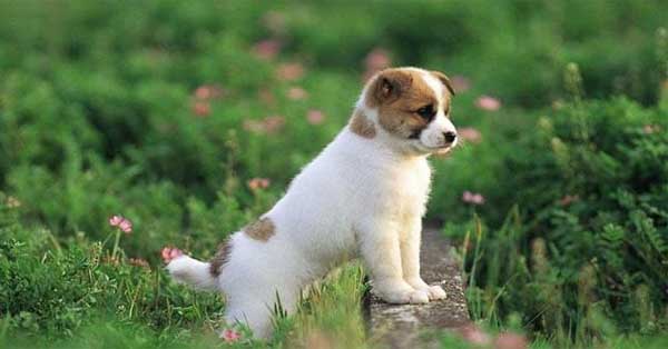 Phật Bà cho lộc: 4 tuổi thiện lương cá Chép hóa Rồng, tài lộc tăng vùn vụt-2