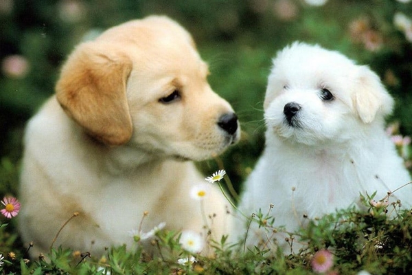 Người sinh vào 3 tháng Âm lịch này tinh thông, sắc sảo sự nghiệp phát đạt, tiền bạc không thiếu-4