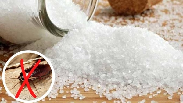 Gián ghét nhất thứ này: Chỉ cần đặt trong nhà gián một đi không trở lại, chẳng hề tốn tiền-3